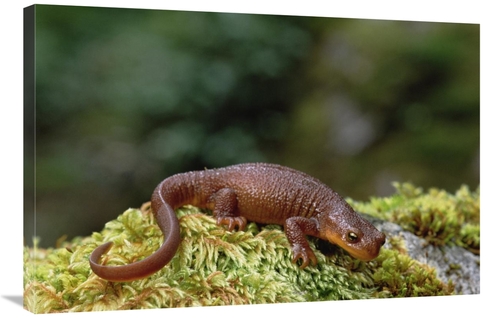 Global Gallery GCS-452916-2436-142 24 x 36 in. Rough-Skinned Newt Port