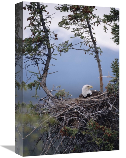 Global Gallery GCS-451900-1218-142 12 x 18 in. Bald Eagle on Nest,