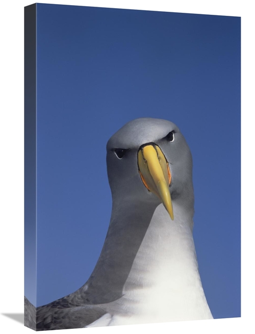 Global Gallery GCS-451777-1624-142 16 x 24 in. Chatham Albatross Portr