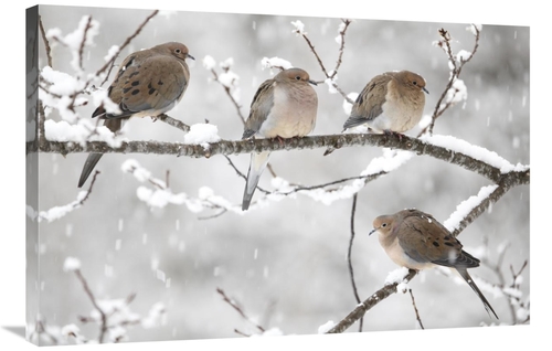Global Gallery GCS-397600-2436-142 24 x 36 in. Mourning Dove Group in 