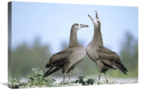 Global Gallery GCS-451439-2030-142 20 x 30 in. Black-Footed Albatross 