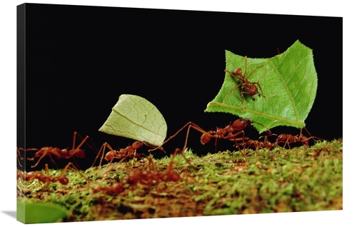 Global Gallery GCS-450770-2436-142 24 x 36 in. Leafcutter Ant Workers 