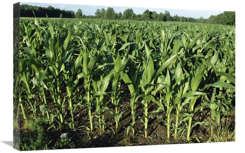 Global Gallery GCS-452574-2030-142 20 x 30 in. Maize Field, Compri