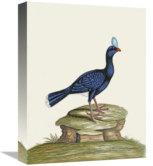 Global Gallery GCS-268072-16-142 16 in. A Male Curhew Art Print - Will