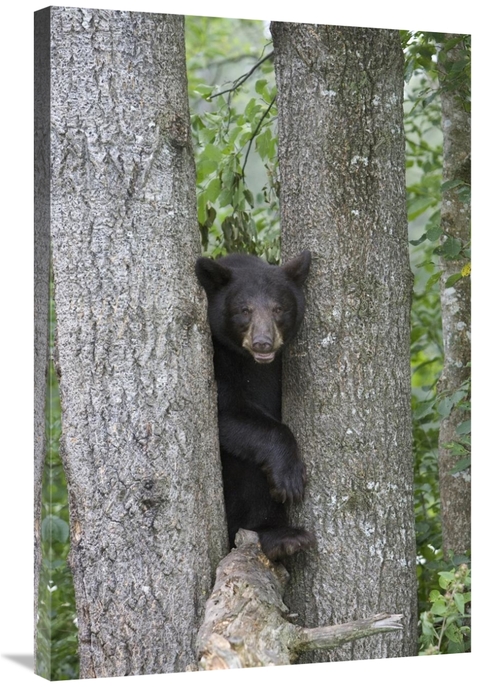 Global Gallery GCS-395411-2436-142 24 x 36 in. Black Bear Juvenile Mal