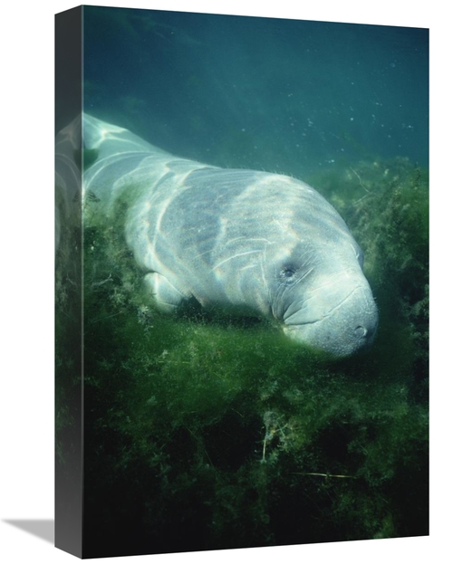 Global Gallery GCS-451063-1218-142 12 x 18 in. West Indian Manatee For