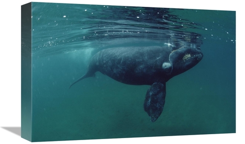 Global Gallery GCS-450644-1218-142 12 x 18 in. Southern Right Whale Ju
