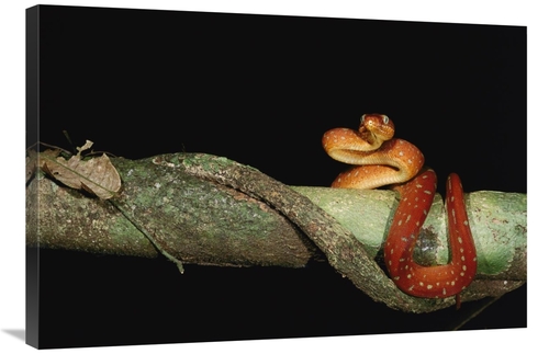 Main Global Gallery GCS-453204-2436-142 24 x 36 in. Emerald Tree Boa Juveni image