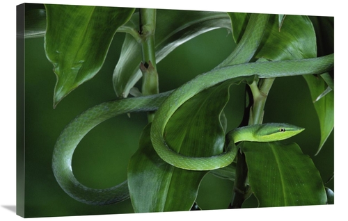 Global Gallery GCS-397239-2436-142 24 x 36 in. Green Vine Snake Camouf