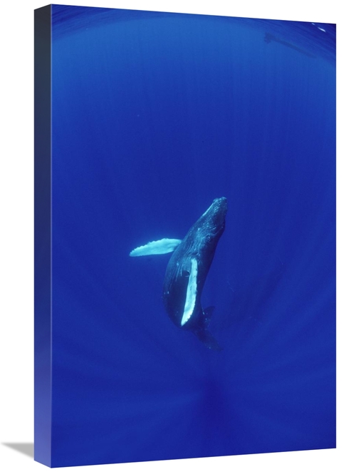 Global Gallery GCS-450809-1624-142 16 x 24 in. Humpback Whale Calf Wat