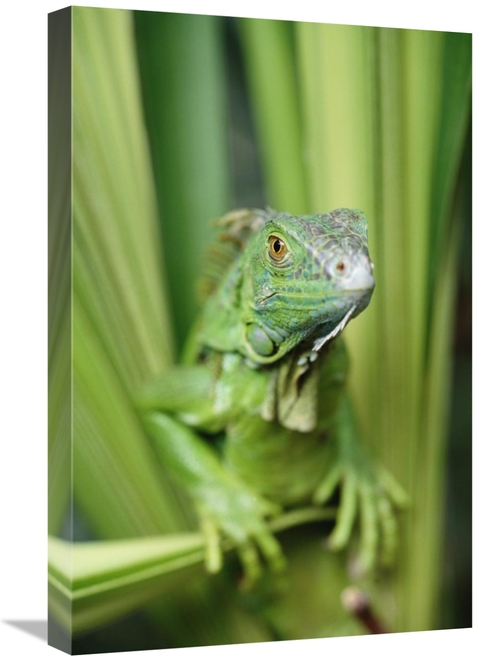 Global Gallery GCS-396278-1624-142 16 x 24 in. Green Iguana Portrait&#