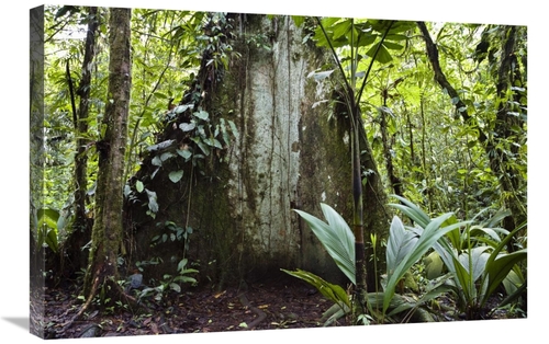 Global Gallery GCS-452675-2030-142 20 x 30 in. Mountain Rainforest&#44