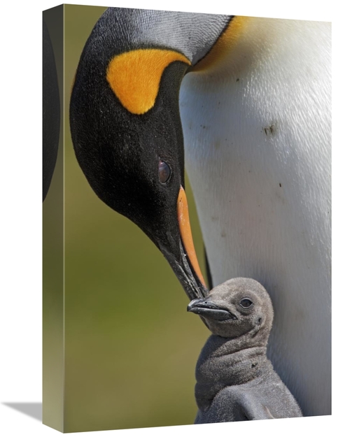 Global Gallery GCS-395354-1218-142 12 x 18 in. King Penguin Tending to