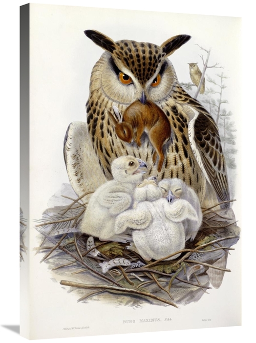 Global Gallery GCS-268028-30-142 30 in. A Great Owl & Chicks Art Print
