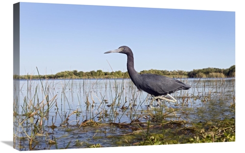 Global Gallery GCS-398237-2030-142 20 x 30 in. Little Blue Heron Wadin