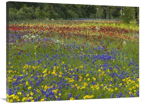 Global Gallery GCS-452192-3040-142 30 x 40 in. Annual Coreopsis Texas 
