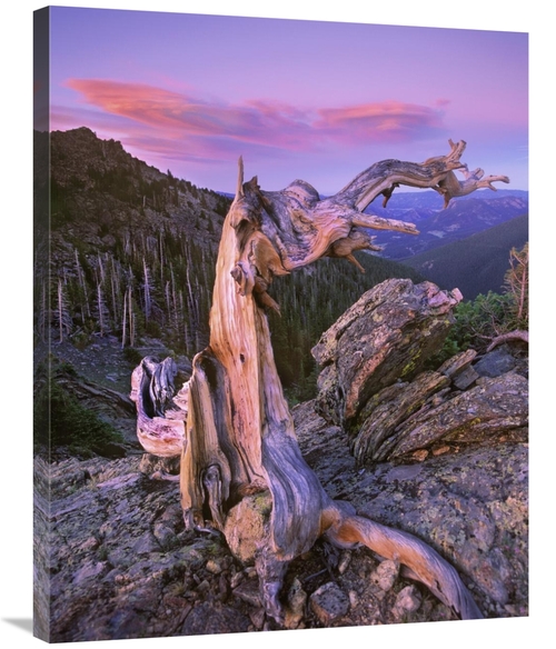 Global Gallery GCS-397141-2835-142 28 x 35 in. Rocky Mountains Bristle