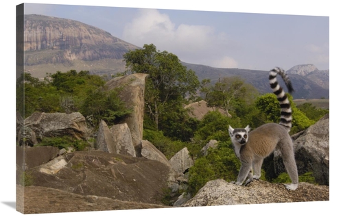 Global Gallery GCS-397956-2436-142 24 x 36 in. Ring-Tailed Lemur Portr