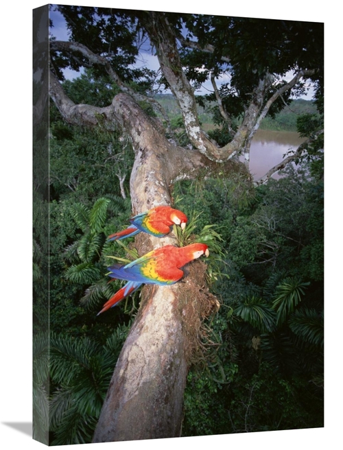 Global Gallery GCS-451496-1624-142 16 x 24 in. Scarlet Macaw Pair Perc