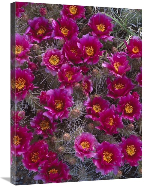 Global Gallery GCS-452074-2432-142 24 x 32 in. Grizzly Bear Cactus in 