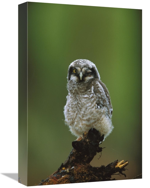 Global Gallery GCS-453322-1218-142 12 x 18 in. Northern Hawk Owl Chick