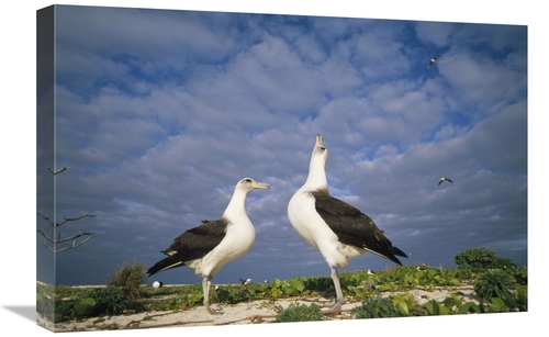 Global Gallery GCS-451423-1624-142 16 x 24 in. Laysan Albatross Courts