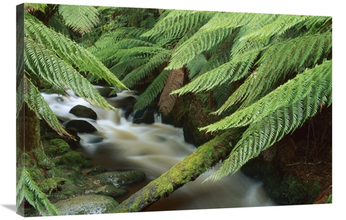 Global Gallery GCS-453503-2436-142 24 x 36 in. Tree Fern Over Stream&#