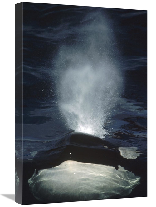 Global Gallery GCS-450565-1624-142 16 x 24 in. Orca Surfacing, Bri