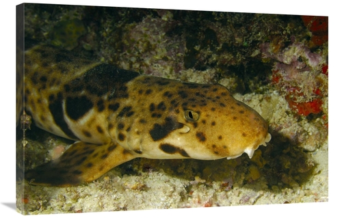 Global Gallery GCS-397586-2436-142 24 x 36 in. Epaulette Shark Portrai
