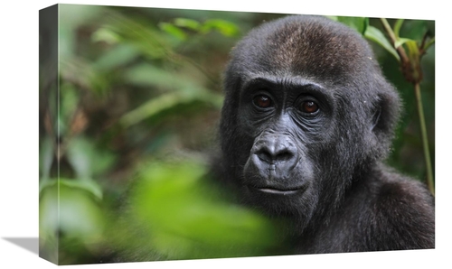 Global Gallery GCS-398069-1218-142 12 x 18 in. Orphan Gorilla, Gab