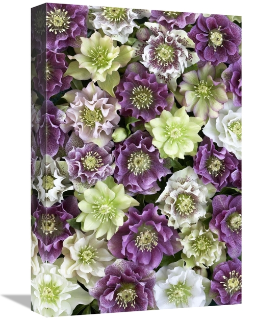 Global Gallery GCS-398329-1218-142 12 x 18 in. Hellebore Flowers Art P