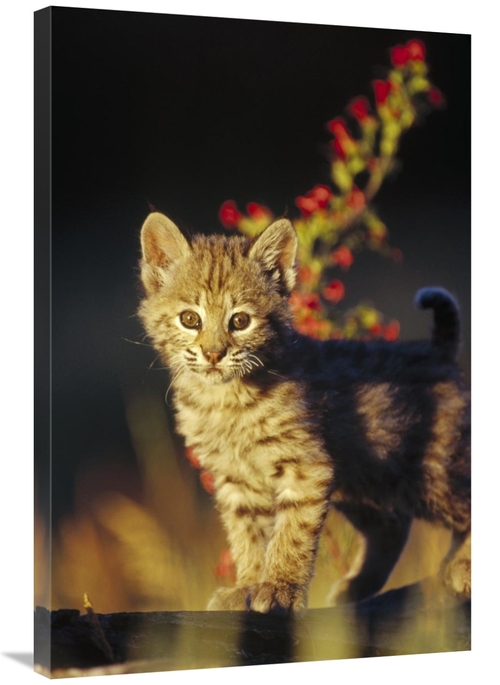 Global Gallery GCS-396199-2436-142 24 x 36 in. Bobcat Kitten Standing 