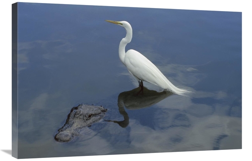 Global Gallery GCS-453376-2436-142 24 x 36 in. Great Egret Standing on
