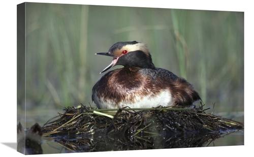 Global Gallery GCS-451976-1624-142 16 x 24 in. Horned Grebe Parent Cal