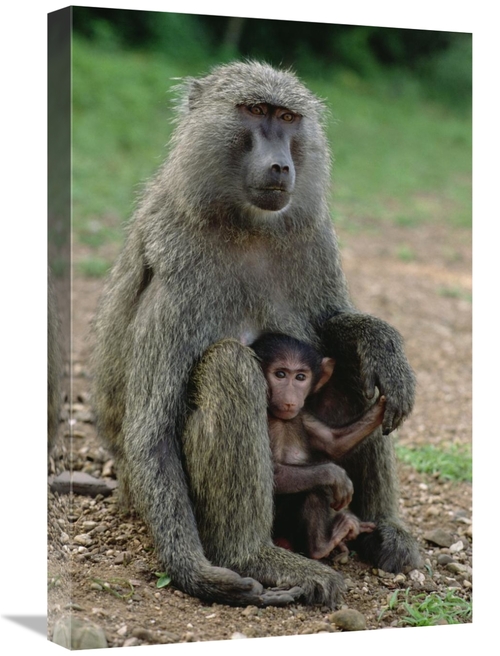 Global Gallery GCS-452824-1624-142 16 x 24 in. Olive Baboon with Infan