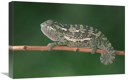 Global Gallery GCS-452986-1624-142 16 x 24 in. Flap-Necked Chameleon P