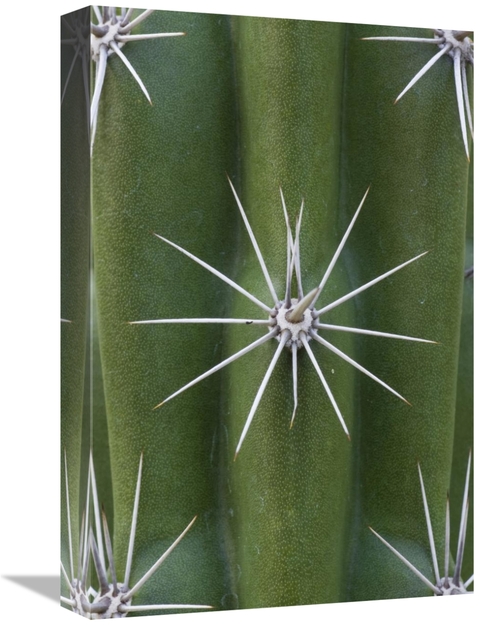 Global Gallery GCS-395303-1218-142 12 x 18 in. Cactus Spines, Sagu