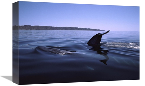 Global Gallery GCS-450571-1218-142 12 x 18 in. Fin Whale Pair Surfacin