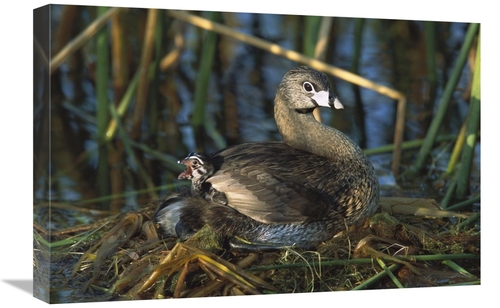 Global Gallery GCS-453308-1624-142 16 x 24 in. Pied-Billed Grebe Paren