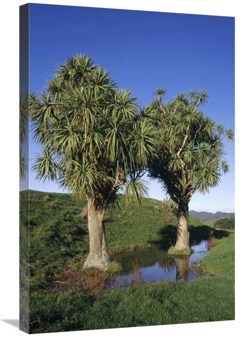 Global Gallery GCS-451092-2030-142 20 x 30 in. Cabbage Tree Pair, 