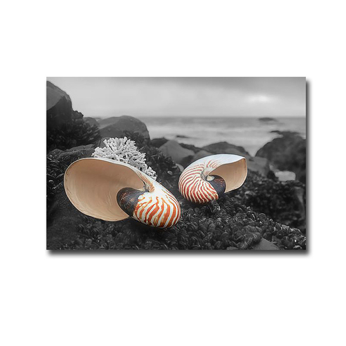 Artistic Home Gallery 3045E867IG Crescent Beach Shells No.2 by Alan Bl