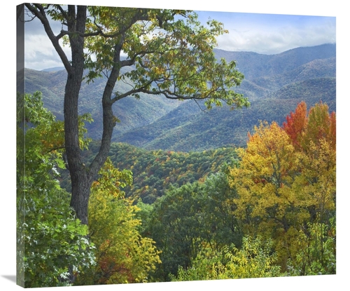 Global Gallery GCS-396607-36-142 36 in. Deciduous Forest in Autumn&#44