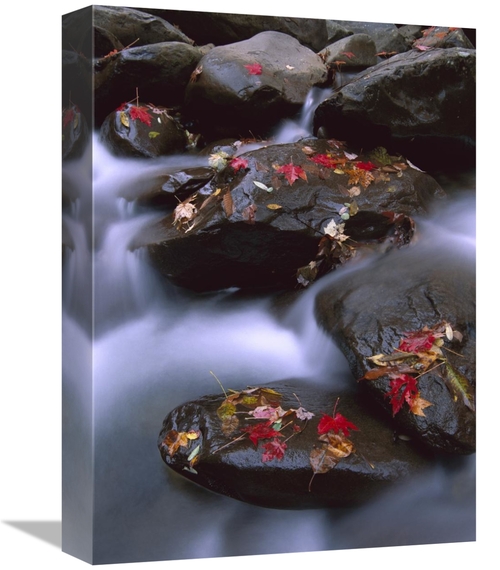 Global Gallery GCS-452055-1216-142 12 x 16 in. Little Pigeon River & F