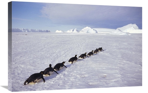 Global Gallery GCS-451117-2030-142 20 x 30 in. Emperor Penguins Tobogg