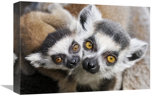 Global Gallery GCS-395688-1218-142 12 x 18 in. Ring-Tailed Lemur, 