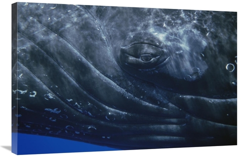 Global Gallery GCS-451001-2436-142 24 x 36 in. Humpback Whale Eye of S