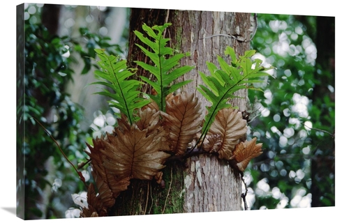 Global Gallery GCS-451014-2436-142 24 x 36 in. Borneo Fern, A Prim