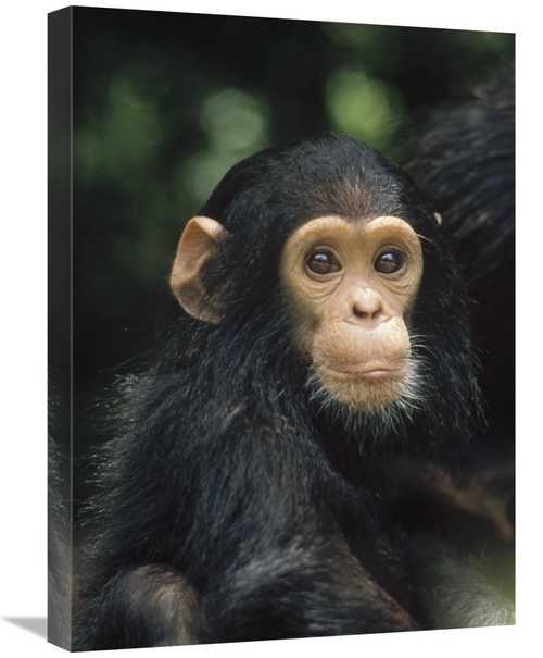 18 x 24 in. Chimpanzee Baby Portrait, Gombe Stream National Park&#