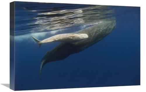 Global Gallery GCS-450785-1624-142 16 x 24 in. Sperm Whale Mother & Al
