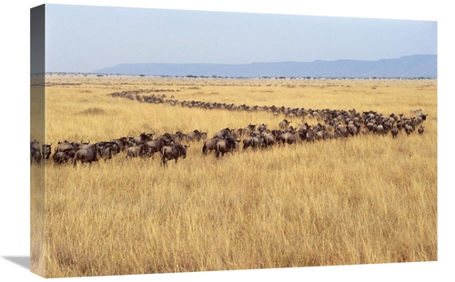 Global Gallery GCS-452968-1624-142 16 x 24 in. Blue Wildebeest Herd Mi